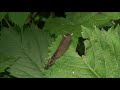 modri bleščavec ♀ calopteryx virgo linnaeus 1758