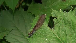 Modri bleščavec ♀ Calopteryx virgo (Linnaeus, 1758)