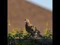 Juvenile Mourning Dove Perched On A Fence - #shorts