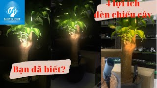 4 lý do bạn lên chọn đèn hắt cây cho biệt thự có sân vườn hẹp.