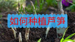 如何种植芦笋？为何你种不好芦笋，这里为您解答！科学种植，芦笋吃不完！