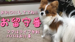 【パピヨンのベルちゃん】お留守番する事を知らずにハイテンションでカミカミする犬🐶