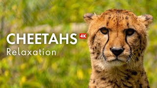 Relax with Cheetahs in 4K