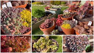 (Eng Sub) Beautiful Sedum, Succulent Garden พาชมซีดั้มน่ารักๆ สวนกุหลาบหิน #98