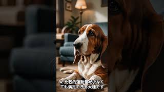 バセットハウンドの特徴5選　#shorts #dog #animals #bassethound