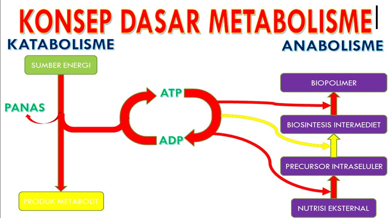 KONSEP DASAR METABOLISME - YouTube