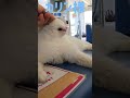 あの凶暴猫のカリン様 お口の健康チェックです ferocious cat shorts