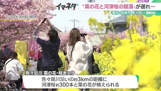 梅・桜の開花遅れでピンチ！「実行委員会」は会期延長の対応迫られる