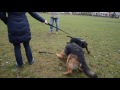 staffordshire bull terrier vs german shepherd