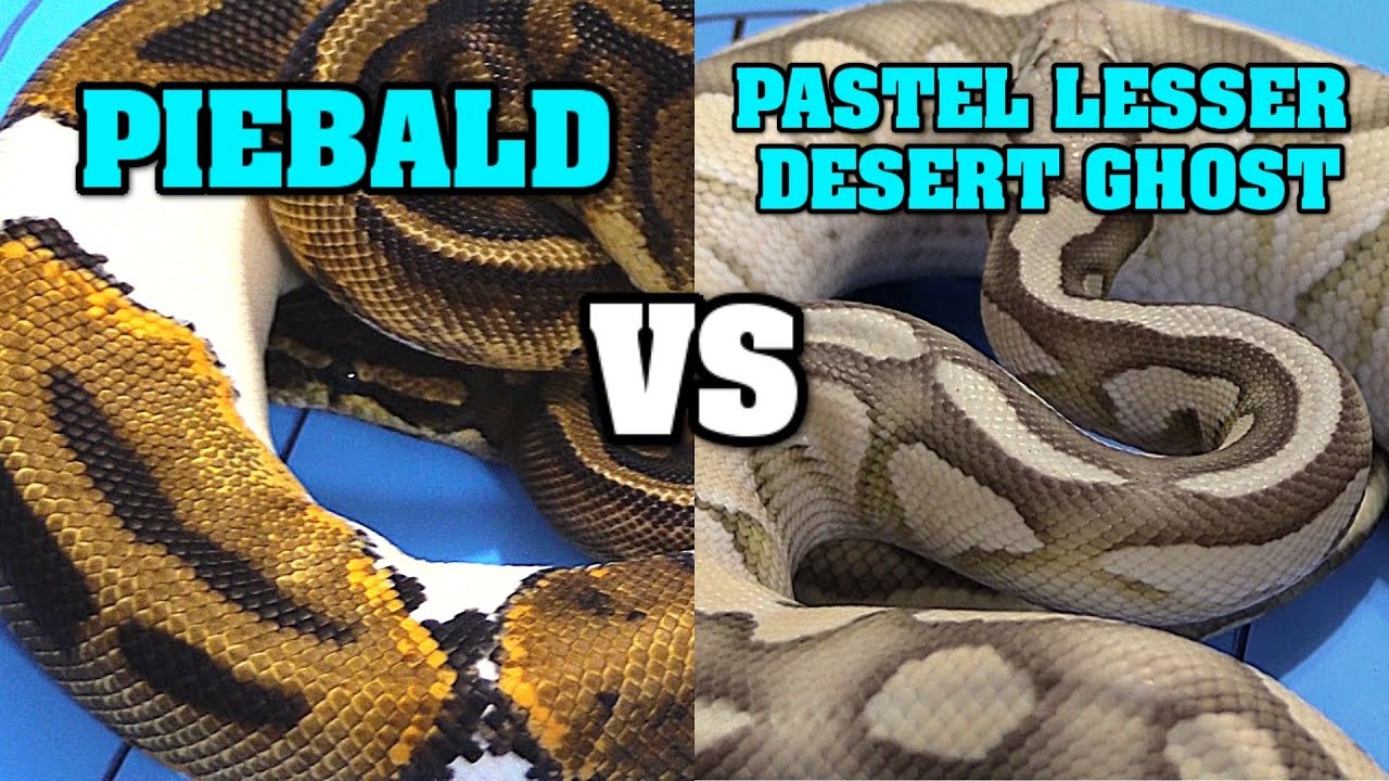 Desert Lesser Ball Python Desert Ghost Ball Python S Exploration