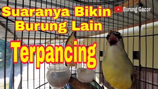 Suara Burung Opior Jambul Gacor Ngerol Cocok Untuk Masteran Murai Batu - Burung Gacor