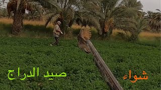 واخيراااا رجعنالكم اولى رحلات صيد الدراج في العراق موسم 23-24