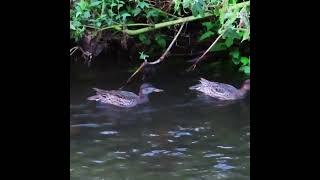 小鴨調布地区往復 2024 09 26 #小鴨 #野鳥 #birds #wildlife #nature #自然観察ぶらり散歩