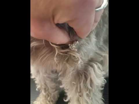Sebaceous cyst being drained on a little schnauzer name Bean Sebaceous cyst being drained on a little schnauzer name Bean