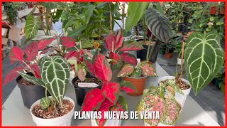 Plantas Nuevas de Venta