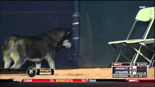 Husky Runs on the Field During CS Fullerton vs. Arizona State Game