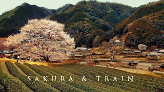 雲出川 と 桜の名松線 │ Kumozu river runs through Misugi town , Mie