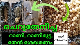 cherutheneecha krishi | ചെറുതേനീച്ചക്കൂട്ടിലെ റാണിയും റാണി മുട്ടയും കാണാം