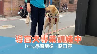 【導盲犬上課趣 Ep.33】 #導盲犬 專業訓練中 King學習路口停