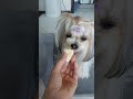 콩이 한테~바나나~ ㅋㅋ ♡ 강아지 cutedog 반려견 puppy