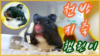 꼬꼬마햄스터는 작은비글이에요.( hamster )*( ハムスター )