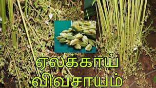 ஏலக்காய் விவசாயம் |Cardamom Farming |Elakai |இவ்வளவு லாபமா!!!!🤑🤑🤑