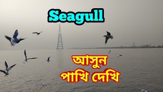 আসুন নদী বক্ষে পাখি দেখি । Seagull on river  শীতের অতিথি পরিযায়ী পাখি