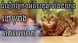 សត្វឆ្មា - ជំនឿចម្លែកៗអំពីសត្វឆ្មាទាំង៩យ៉ាង នៅទូទាំងពិភពលោក ដែលអ្នកមិនធ្លាប់ដឹងថាមាន / Want Share