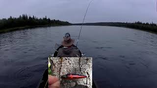 Salmon harling at the river Muonionjoki, 33 pouder