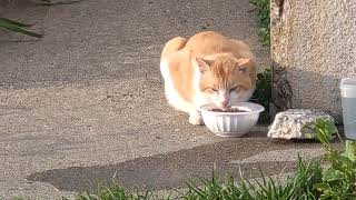 R6.4.11城ヶ島岩場湊屋前〜いつも逃げちゃう茶白さんがご飯食べてくれましたー(=^・^=)