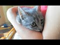 Heartbraking Cry Of A Stray Kitten Who Lost His Family