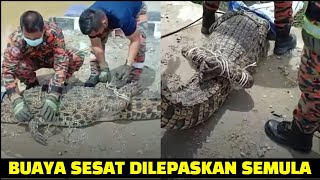 GEMPAR, BUAYA TEMBAGA SESAT DALAM PARIT AKHIRNYA DILEPASKAN