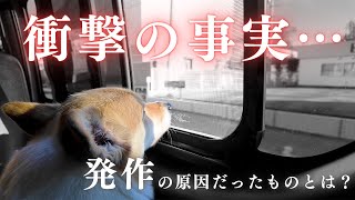 【犬 てんかん発作】モコの精密検査をしてきました