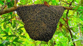 #honey Amazing honey យកឃ្មុំចង្អេរធំណាស់🐝🍯