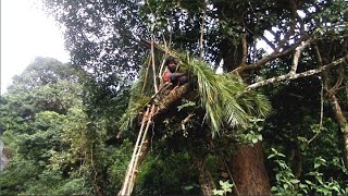 Tree house||oneday life in the jungle||Adavi ramudu village vlogs||tribal||telugu