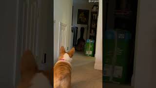 Corgi Barks at Doorbell She Pushed || ViralHog