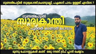 Gundalpett Sooryakanthi paadam | Sunflower Fields Gundalpett | Sunflower Garden Gundalpett Malayalam