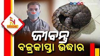 Pangolin Rescued From A Forest In Koraput, 2 Arrested By STF | Nandighosha TV