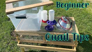 Tips for Raising Quail for Beginners