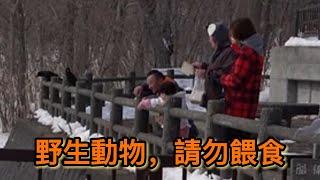 野生動物，請勿隨意餵食  失格的韓國旅人   函館大沼公園