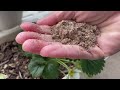 【balcony vegetable garden】 how to grow strawberries from runners to harvest