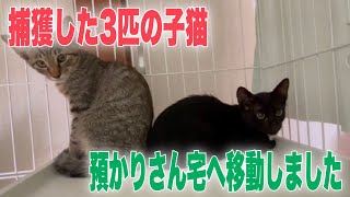 捕獲後に生後4ヶ月弱の子猫3兄弟を移動させました！その②【3 kittens】