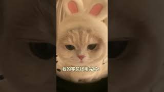 【#薄荷猫猫甜不甜】:妈妈妈妈!小猫没有零花钱啦! #治愈猫咪 #我和我的猫 #情绪好稳定的小猫 #薄荷猫猫