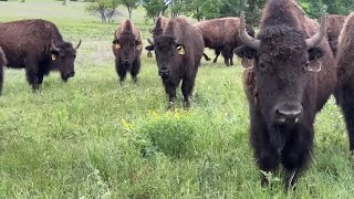 Unleashing Bison Into Our Biggest Pasture!