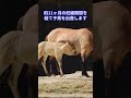 shorts 【笑劇！アニマル博士】 モウコノウマ、進化に失敗した生き物？