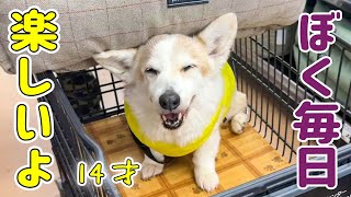 シニア犬ノエさんの幸せについて考えてみました