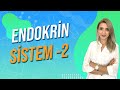 Endokrin Sistem - 2 | Seda Hoca Biyoloji ( 4. Ders ) #sedahocabiyoloji #ayt2024