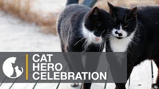 Cat Hero Celebration on the Boardwalk in Atlantic City, NJ