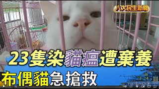 急搶救! 23隻布偶貓染貓瘟遭棄養 |【民生八方事】| 2022051305 @gtvnews27