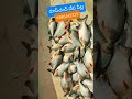 రూప్‌చంద్ చేప పిల్ల roopchand fish seed zero point available telugu fish hub tfh